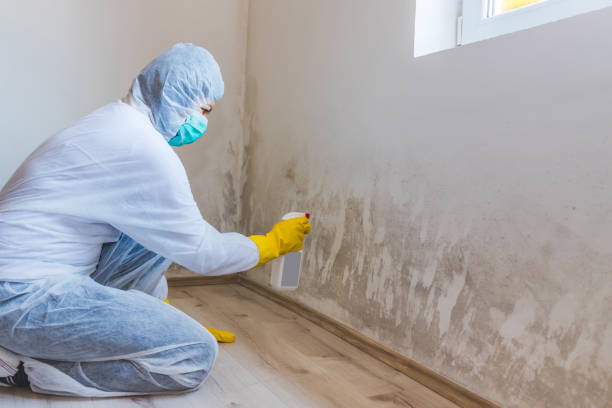 Licensed Mold Remediation service in Spotsylvania, VA - 24 Hour Mold Removal