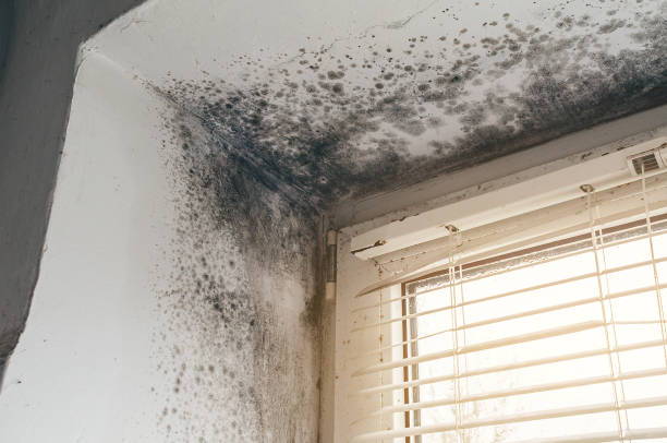 Affordable Mold Remediation solutions in Spotsylvania, VA