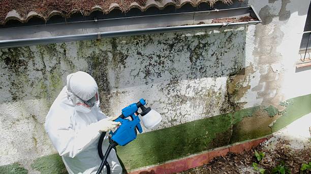 Top rated local Mold Remediation specialists in Spotsylvania, VA
